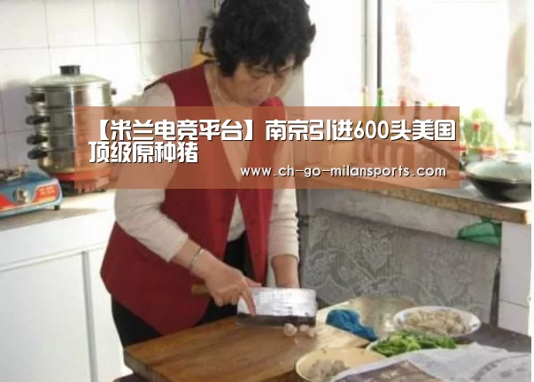 【米兰电竞平台】南京引进600头美国顶级原种猪(图1) 米兰体育app